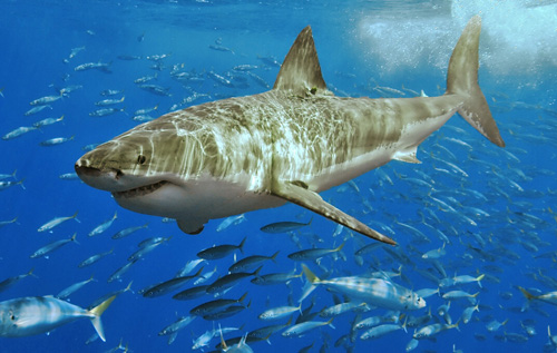 Ulysse Nardin Diver Deep Dive LE Hammer Head Shark Edition