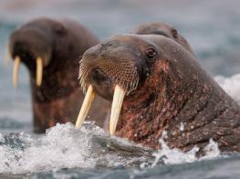 Video. The Walruses of Franz Joseph Land - Blancpain 