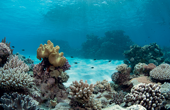 The Great Barrier Reef Australia 