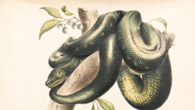 Snake © Unsplash