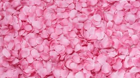 Rose Petals © Free Images