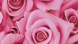 Le rose, tendance? - Douce Horlogerie
