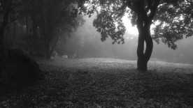 La forêt des horlogers - Chronique