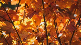 The WorldTempus Selections: Autumn 2022 - Editorial