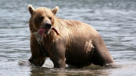 Fishing for salmon - Watches with colour
