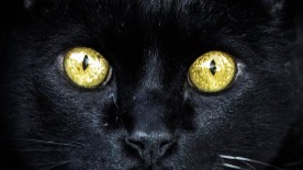 Black and gold, light and shade - Trend