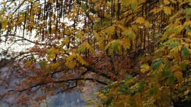 Les sorties de novembre - Nouveauté