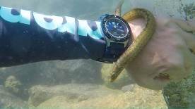 Dive attraction - Seiko