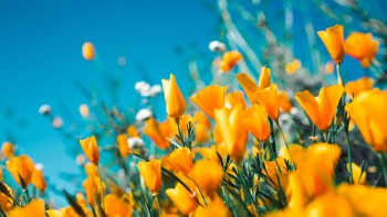 Spring flowers 