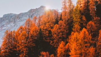 Automne 