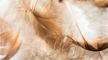 Feathers 