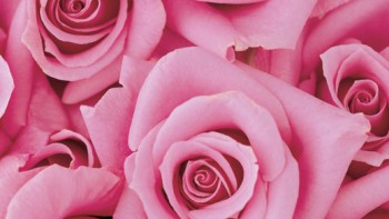 Le rose, tendance? - Douce Horlogerie