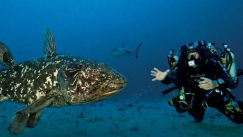 Le Coelacanthe : une plongée vers nos origines - Blancpain