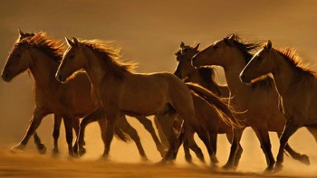 The Year of the Horse and Equestrian Sport - Summer watches