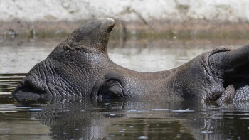 Rhinoceros & Co. - News
