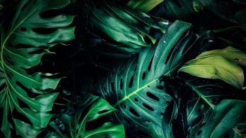 It’s Not Easy Being Green — Or Is It? - Editorial