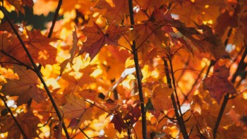 The WorldTempus Selections: Autumn 2022 - Editorial
