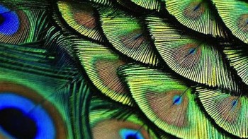The gentle caress of time - Watchmaking and feather art