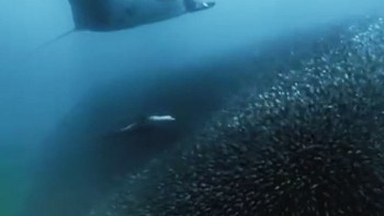 Video. Aquatimer Collection 2014 - IWC