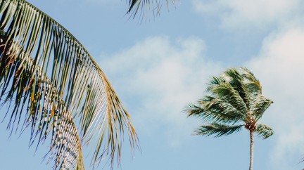 Summer breeze in palm trees