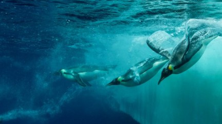 Video. Gombessa 3 expedition - Teaser  - Blancpain