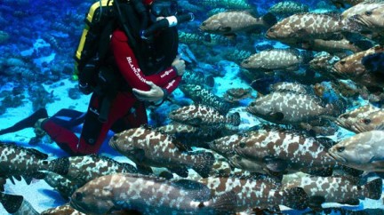 Deep-sea diving  - Blancpain Ocean Commitment