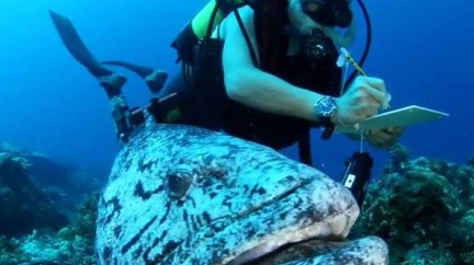 Video. Pristine Seas Expeditions 