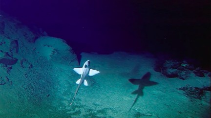 Saving Oceans - Blancpain