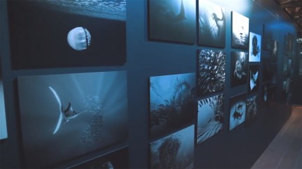 Ocean Commitment Exhibition - Blancpain