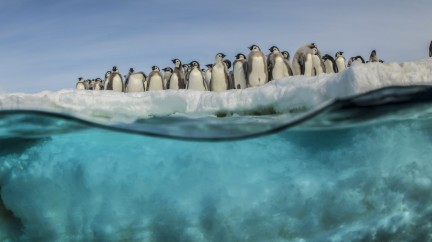 "Antarctica, in the footsteps of the Emperor" documentary - Blancpain