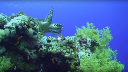 World Ocean Initiative and The Protectors program - Blancpain