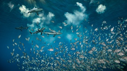 Blancpain and PADI Join Forces to Help Protect the Ocean - Blancpain