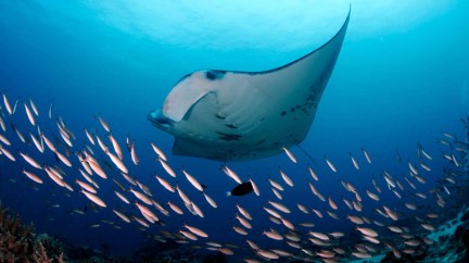 188 unique pieces dedicated to the manta rays  - Carl F. Bucherer