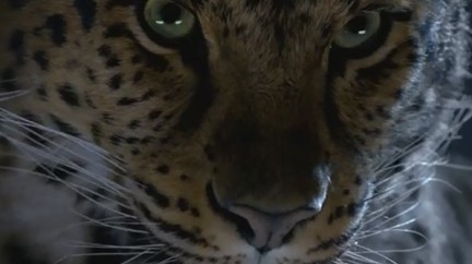 Video. Panther Collection - Cartier