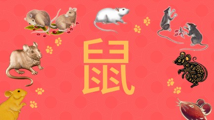 Your Kind of New Year Watch - Chinese New Year
