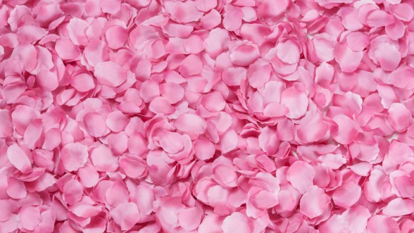 Rose Petals © Free Images