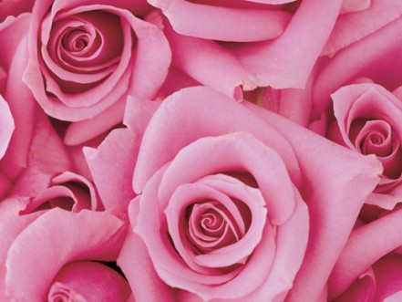 Le rose, tendance? - Douce Horlogerie