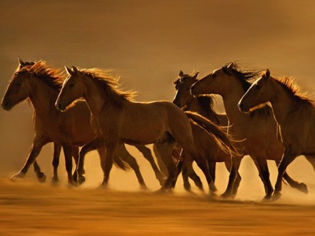 The Year of the Horse and Equestrian Sport - Summer watches