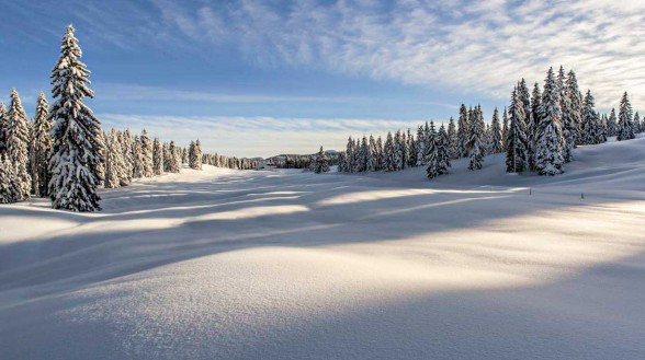 We have Christmas covered - Editorial