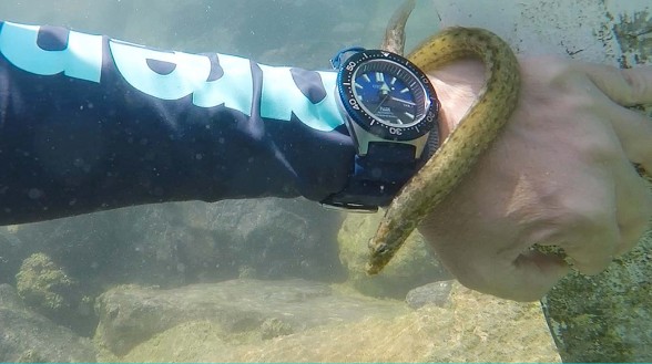 Dive attraction - Seiko