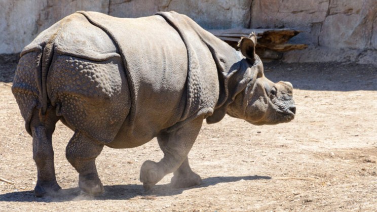 Nova the Indian rhino at Zoosafari near Fasano, Italy © ZooSafari